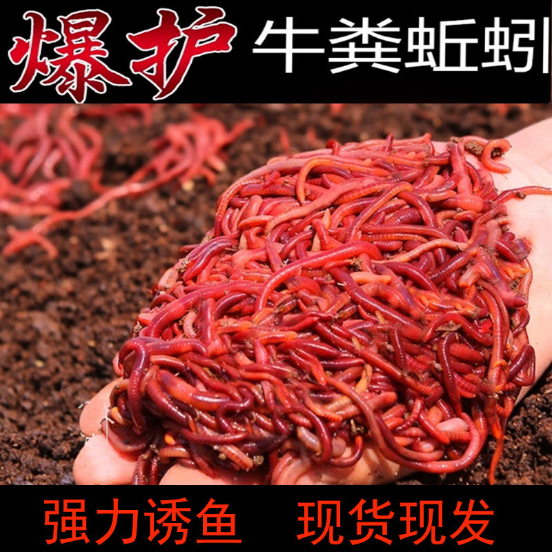 蚯蚓活饵大号散装盒装红蚯蚓饵料图片