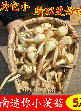 云南现挖迷你小茨菇新鲜粉糯白茨菇紫皮慈菇白马蹄茨菰火锅配菜