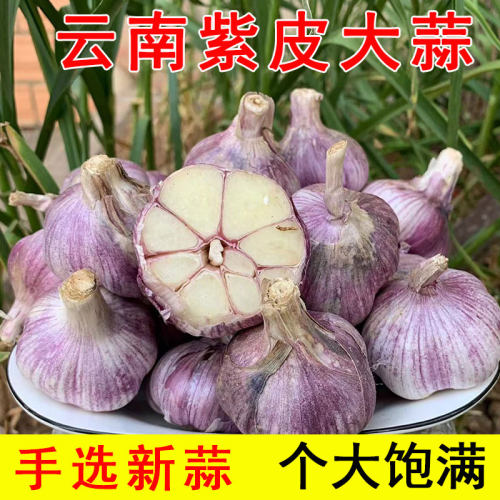 云南大理紫皮大蒜头干蒜