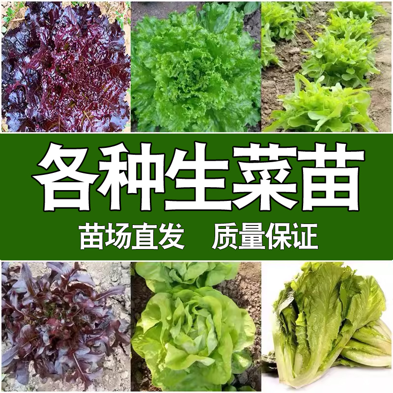 【直播专享】各种生菜苗 蔬菜苗紫叶冈山速生绿紫雀舌奶油菊苣秧