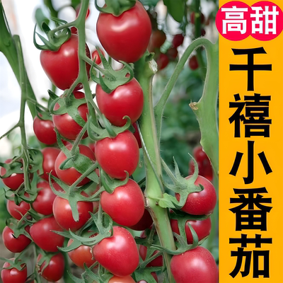 千禧番茄苗高产春播西红柿苗黑色蔬菜苗秧苗阳台盆栽花园庭院种植