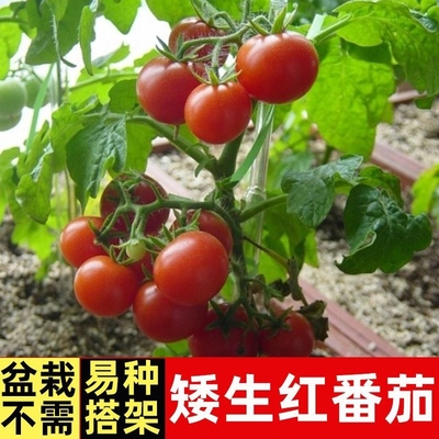 【矮生番茄盆栽】盆栽矮生红黄番茄苗高产蔬菜苗秧苗阳台盆栽