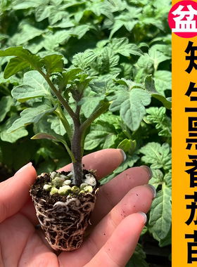 矮生番茄苗 红黄黑高产春播西红柿苗黑色蔬菜苗秧苗阳台盆栽