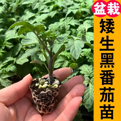 矮生番茄苗 红黄黑高产春播西红柿苗黑色蔬菜苗秧苗阳台盆栽