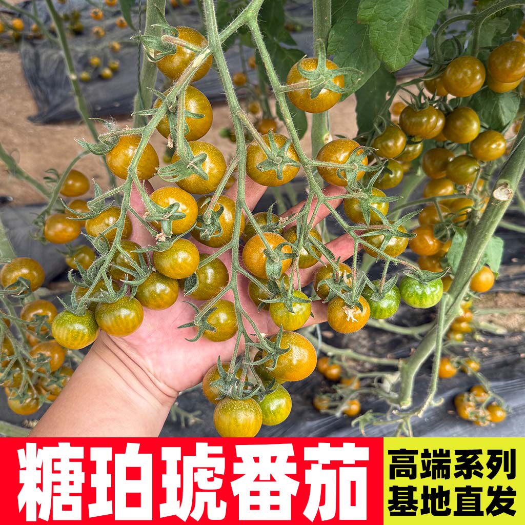【高端系列】糖珀琥番茄苗 焦糖家庭园艺种子