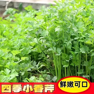 四季小香芹种子种籽苗秧小芹菜根苗蔬菜菜苗苗子秧苗籽种