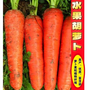 水果胡萝卜种子红色胡萝卜种子紫色水果萝卜蔬菜种籽红胡罗卜种
