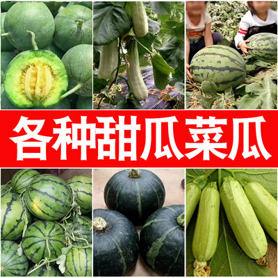 各种西瓜甜瓜菜瓜苗 蔬菜苗幼菜苗绿宝甜瓜8424懒汉西瓜春季阳台