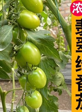 翡翠绿青口蜜番茄苗 高产春播西红柿苗黑色蔬菜苗秧苗阳台盆栽
