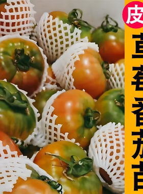 草莓番茄苗 高产春播西红柿苗黑色蔬菜苗秧苗阳台盆栽