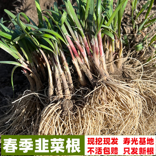 包邮 红根韭菜 寿光现挖紫根宽叶韭菜根苗子多年生盆栽阳台春秋季