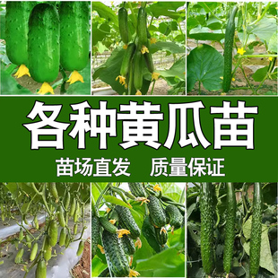【各种黄瓜苗 】大黄瓜青瓜蔬菜苗幼苗大棚庭院阳台盆栽