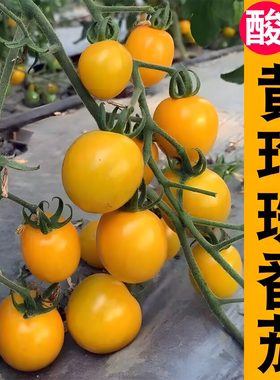 黄珍珠番茄苗高产春播西红柿苗黑色蔬菜苗秧苗阳台盆栽