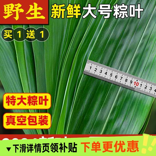 新鲜粽子叶棕叶粽叶大粽叶野生大粽叶子包粽子箬叶现摘冷冻食用