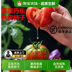 草莓柿子丹东铁皮油柿子新鲜水果碱地番茄灯笼果西红柿绿腚柿农场