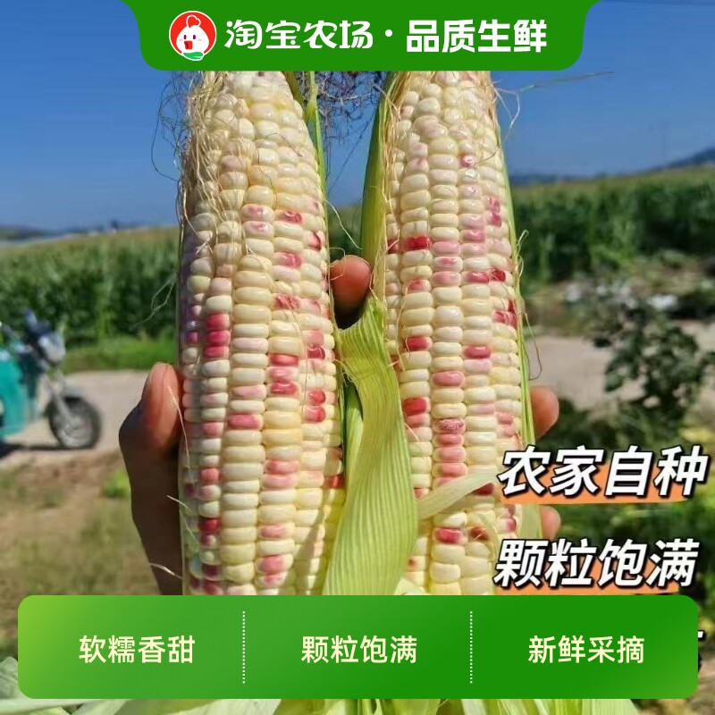 新鲜嫩玉米花糯玉米江苏如皋农家自种当季甜糯花玉米棒现摘农场