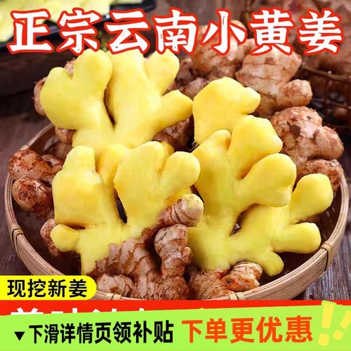 云南正宗小黄姜高山沙姜新鲜生姜现挖老姜土姜蔬菜农家2025老姜