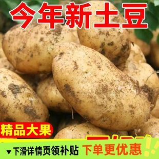 黄心土豆新鲜新土豆黄皮土豆批发价洋芋马铃薯黄肉土豆
