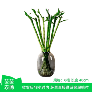 【芭芭农场兑换专享】水培文昌竹6根