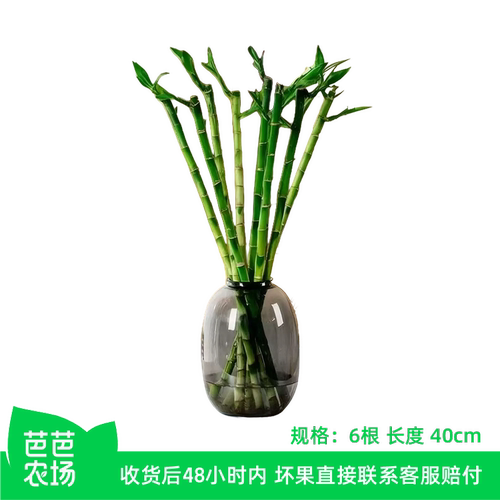【芭芭农场兑换专享】水培文昌竹6根