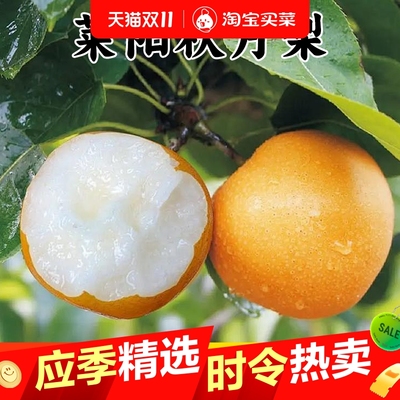 正宗秋月梨山东莱阳新鲜爆甜多汁当季现摘冰糖雪梨蜜梨子水果批发
