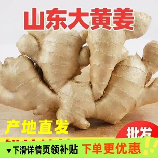 正宗山东生姜大姜大黄姜风干姜新鲜农家种植黄姜大块老姜批发
