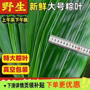 新鲜粽子叶粽叶新鲜大粽叶棕叶野生精选大粽叶子包粽子箬叶