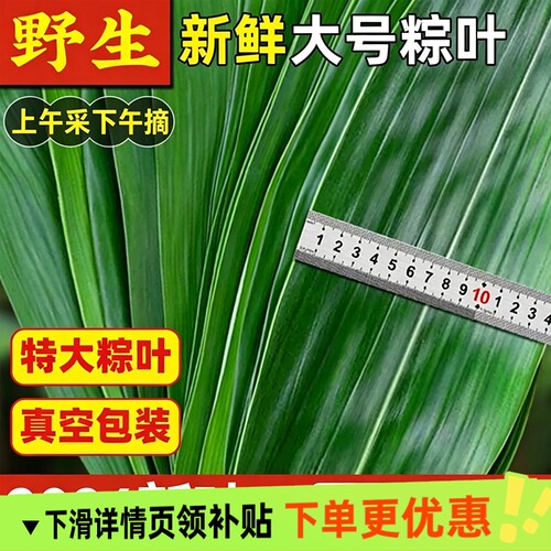 新鲜粽子叶粽叶新鲜大粽叶棕叶野生精选大粽叶子包粽子箬叶