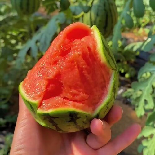 甘肃沙漠种植小糖丸西瓜新鲜水果手剥2k小西瓜酥脆小西瓜1-1.5斤