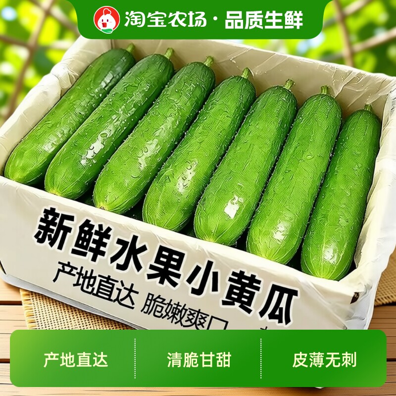 山东水果黄瓜新鲜生吃小黄瓜即食农家产地蔬菜减脂现摘自种直发