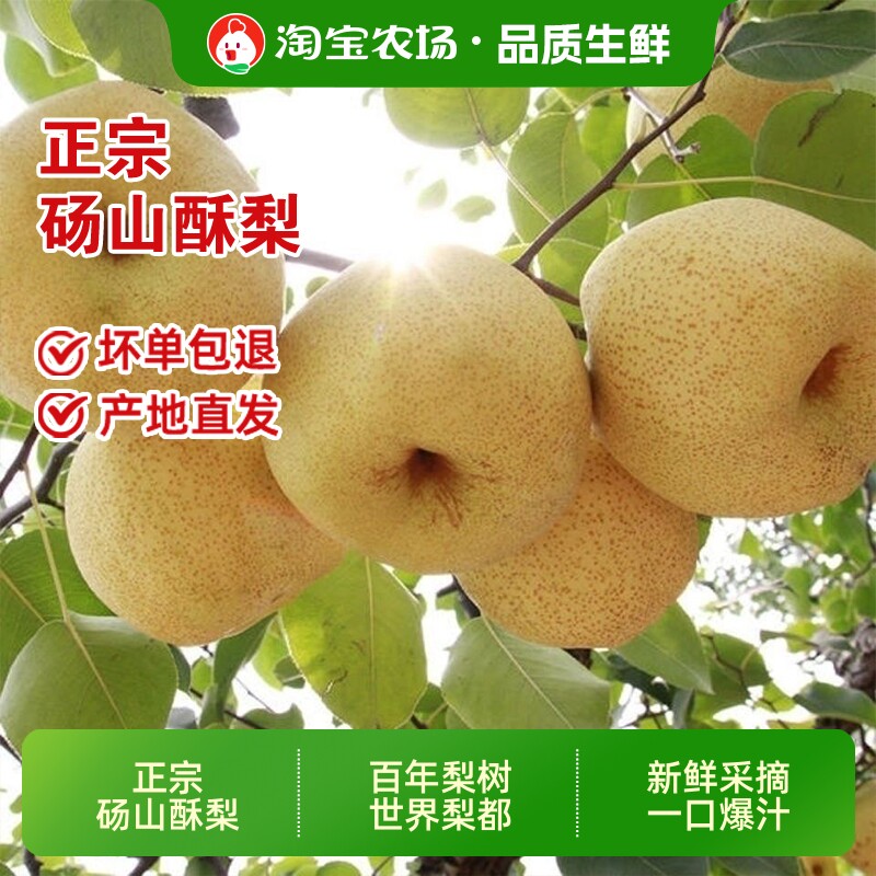 2026年正宗砀山酥梨当季水果现摘新鲜水果爆甜多汁非雪梨鸭梨直发