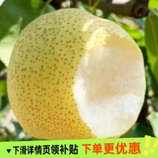 头茬正宗安徽砀山酥梨应当季水果梨子多汁