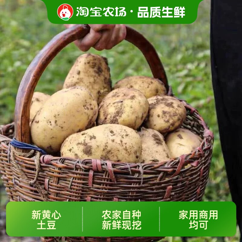 皖科园新鲜黄心土豆粉糯马铃薯高山农家土豆烧烤洋芋商用黄皮农场