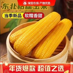 正宗东北新鲜黄糯玉米软糯拉丝独立真空包装寒地黑土一年一季