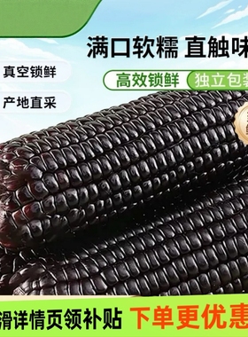 头茬大棒10支新黑糯玉米新鲜现摘真空装包甜糯黏黑玉米代餐东北