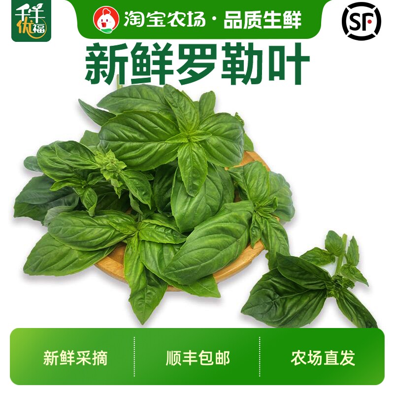 新鲜甜罗勒叶50g-1000g香料顺丰图片