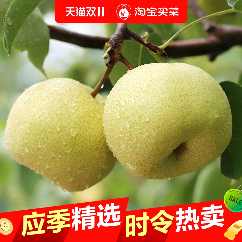 砀山正宗酥梨安徽百年梨树梨子新鲜应季脆甜多汁整箱直发