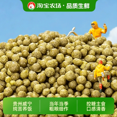 贵州威宁特产纯苦荞饭