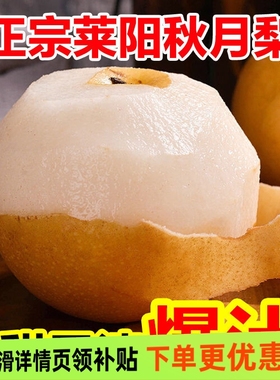 正宗山东秋月梨当季新鲜水果脆甜梨子冰糖雪梨蜜梨批发现摘一整箱