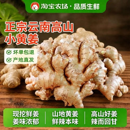 正宗云南新鲜小黄姜生姜干老姜嫩姜土姜子姜现挖高山沙姜5斤包邮