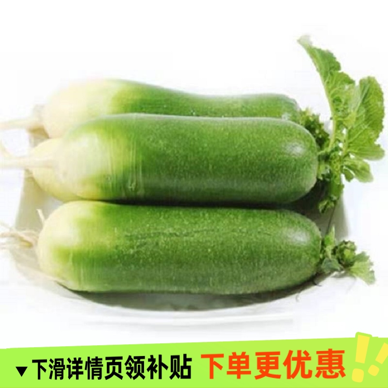 清脆爽口沙窝青皮萝卜水果青萝卜甄选脆甜多汁现挖农家生吃凉拌