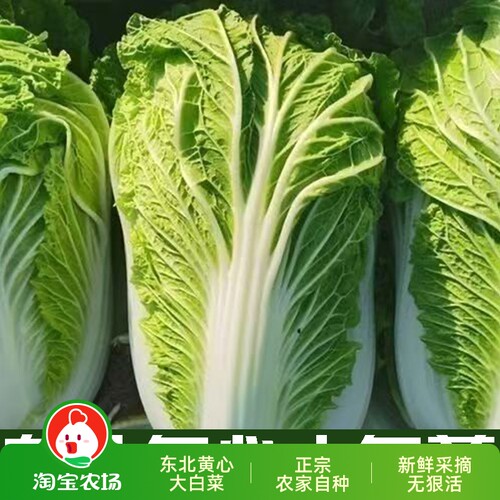 东北大白菜新鲜黄心菜农家自种无狠活26秋季新白菜火锅菜包菜酸菜