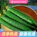 新鲜黄瓜现摘生吃长条带刺黄瓜农家种植当季 山东绿心优质新鲜蔬菜