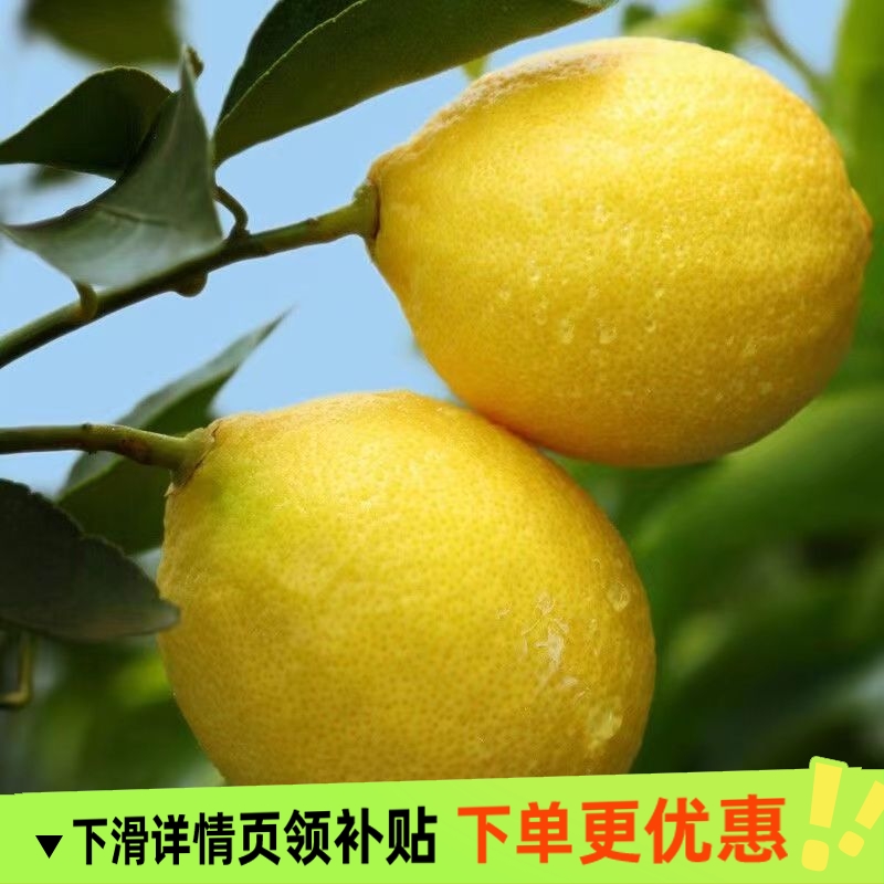 新鲜安岳三级黄柠檬皮薄多汁酸爽清香维生素水果奶茶专用农场采摘