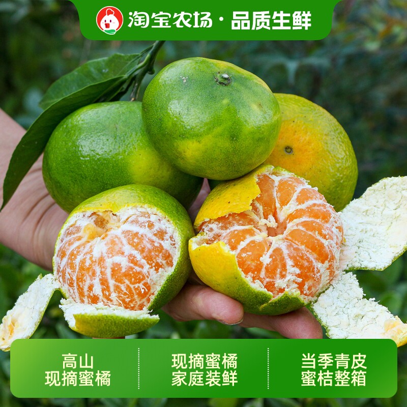 湖北宜昌青皮蜜桔树苗耐寒嫁接无核橘子苗柑橘苗地栽新鲜蜜橘当季