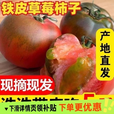 正宗铁皮草莓柿子新鲜当季西红柿生吃水果东北番茄酸甜口顺丰包邮