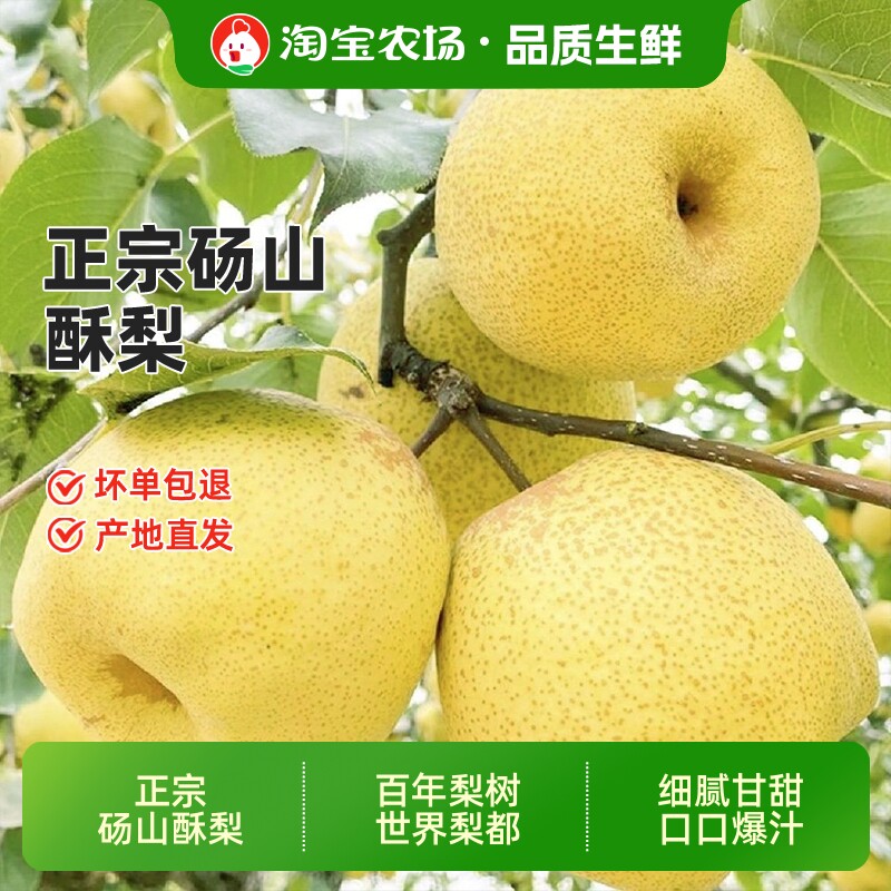 正宗安徽砀山酥梨黄皮梨子新鲜水果冰糖雪梨农场直发鲜果原产地