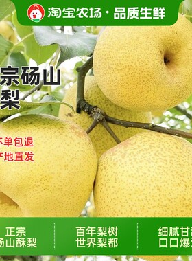 梨子砀山酥梨新鲜采摘爆汁纯甜