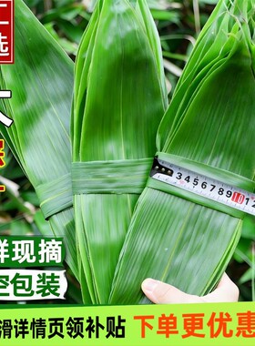 粽子叶棕叶新鲜大号包粽子专用的叶子批发干粽叶大野生鲜粽叶现摘