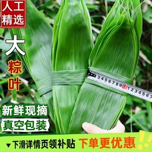 粽子叶棕叶新鲜大号包粽子专用的叶子批发干粽叶大野生鲜粽叶现摘